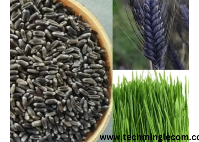 The Ultimate Guide to Black Beauty Grass Seed:100%