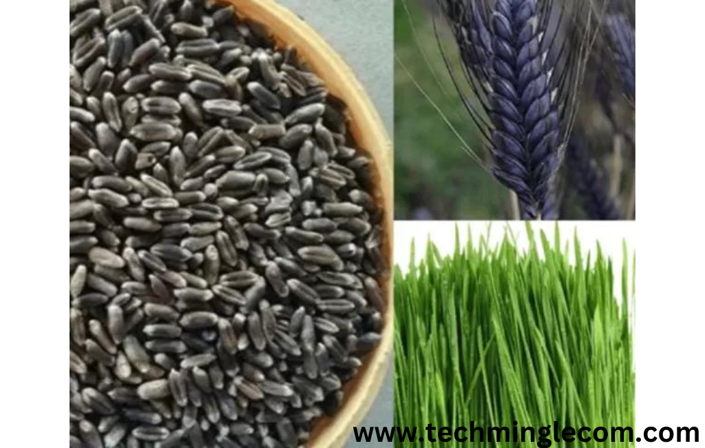 The Ultimate Guide to Black Beauty Grass Seed:100%